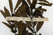 <strong>Rubiaceae - Cuviera - Cuviera macroura K.Schum.</strong><br />© hnb