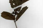 <strong>Rubiaceae - Keetia - Keetia multiflora (Schumach. & Thonn.) Bridson</strong><br />© hnb