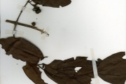 <strong>Rubiaceae - Keetia - Keetia multiflora (Schumach. & Thonn.) Bridson</strong><br />© hnb