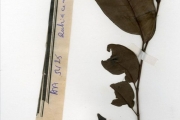<strong>Rubiaceae - Keetia - Keetia multiflora (Schumach. & Thonn.) Bridson</strong><br />© hnb