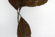 <strong>Rubiaceae - Psychotria - Psychotria vogeliana Benth.</strong><br />© hnb