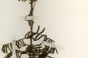 <strong>Leguminosae-Mimosoideae - Mimosa - Mimosa pigra L.</strong><br />© hnb