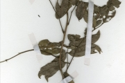 <strong>Leguminosae-Papilionoideae - Millettia - Millettia chrysophylla Dunn</strong><br />© hnb