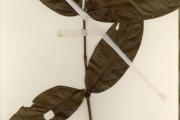 <strong>Malpighiaceae - Heteropteris - Heteropteris leona (Cav.) Exell</strong><br />© hnb
