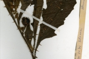 <strong>Solanaceae - Solanum - Solanum sisymbriifolium Lam.</strong><br />© hnb
