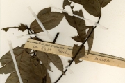 <strong>Annonaceae - Uvariodendron - Uvariodendron molundense (Engl. & Diels) R.E.Fr.</strong><br />© hnb