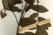 <strong>Annonaceae - Uvariodendron - Uvariodendron molundense (Engl. & Diels) R.E.Fr.</strong><br />© hnb