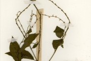 <strong>Phytolaccaceae - Petiveria - Petiveria alliacea L.</strong><br />© hnb