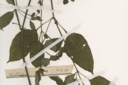 <strong>Acanthaceae - Asystasia - Asystasia gangetica (L.) T.Anderson</strong><br />© hnb