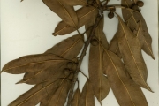 <strong>Moraceae - Ficus - Ficus barteri Sprague</strong><br />© hnb