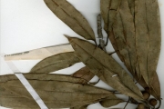 <strong>Moraceae - Ficus - Ficus barteri Sprague</strong><br />© hnb
