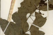 <strong>Sapindaceae - Aporrhiza - Aporrhiza nitida Gilg</strong><br />© hnb