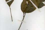 <strong>Sapindaceae - Aporrhiza - Aporrhiza nitida Gilg</strong><br />© hnb