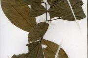 <strong>Sapindaceae - Aporrhiza - Aporrhiza nitida Gilg</strong><br />© hnb