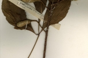 <strong>Capparidaceae - Ritchiea - Ritchiea erecta Vogel ex Hook.f.</strong><br />© hnb