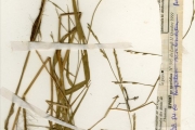 <strong>Poaceae - Acroceras - Acroceras amplectens Stapf</strong><br />© hnb
