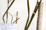 <strong>Poaceae - Paspalum - Paspalum scrobiculatum L.</strong><br />© hnb