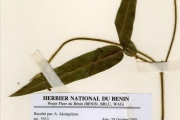 <strong>Leguminosae-Papilionoideae - Vigna - Vigna racemosa (G.Don) Hutch. & Dalziel</strong><br />© hnb