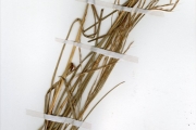 <strong>Poaceae - Schizachyrium - Schizachyrium sanguineum (Retz.) Alston</strong><br />© hnb