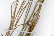 <strong>Poaceae - Schizachyrium - Schizachyrium sanguineum (Retz.) Alston</strong><br />© hnb