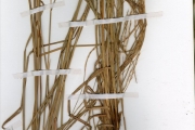 <strong>Poaceae - Schizachyrium - Schizachyrium sanguineum (Retz.) Alston</strong><br />© hnb
