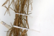 <strong>Poaceae - Schizachyrium - Schizachyrium sanguineum (Retz.) Alston</strong><br />© hnb