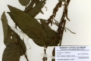 <strong>Leguminosae-Papilionoideae - Desmodium - Desmodium gangeticum (L.) DC.</strong><br />© hnb