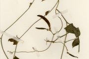 <strong>Leguminosae-Papilionoideae - Vigna - Vigna adenantha (G.Mey.) Maréchal, Mascherpa & Stainier</strong><br />© hnb