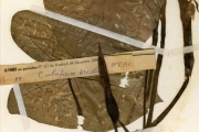 <strong>Araceae - Caladium - Caladium bicolor (Aiton) Vent.</strong><br />© hnb