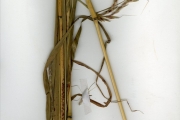 <strong>Poaceae - Ischaemum - Ischaemum amethystinum J.-P.Lebrun</strong><br />© hnb