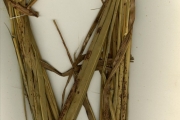 <strong>Poaceae - Ischaemum - Ischaemum amethystinum J.-P.Lebrun</strong><br />© hnb