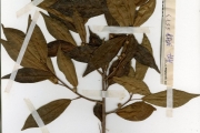 <strong>Moraceae - Ficus - Ficus thonningii Blume</strong><br />© hnb