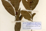 <strong>Ochnaceae - Campylospermum - Campylospermum flavum (Schumach. & Thonn. ex Stapf) Farron</strong><br />© hnb