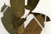 <strong>Moraceae - Ficus - Ficus preussii Warb.</strong><br />© hnb