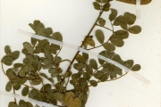 <strong>Leguminosae-Papilionoideae - Tephrosia - Tephrosia mossiensis A.Chev.</strong><br />© hnb