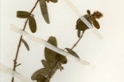 <strong>Leguminosae-Papilionoideae - Desmodium - Desmodium barbatum (L.) Benth.</strong><br />© hnb