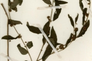 <strong>Tiliaceae - Triumfetta - Triumfetta dubia De Wild.</strong><br />© hnb
