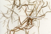 <strong>Poaceae - Schizachyrium - Schizachyrium brevifolium (Sw.) Büse</strong><br />© hnb