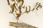 <strong>Leguminosae-Papilionoideae - Crotalaria - Crotalaria leprieurii Guill. & Perr.</strong><br />© hnb
