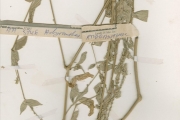 <strong>Amaranthaceae - Achyranthes - Achyranthes aspera L. var. sicula L.</strong><br />© hnb