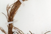 <strong>Poaceae - Schizachyrium - Schizachyrium nodulosum (Hack.) Stapf</strong><br />© hnb