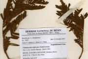 <strong>Leguminosae-Caesalpinioideae - Chamaecrista - Chamaecrista nigricans (Vahl) Greene</strong><br />© hnb