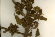 <strong>Lamiaceae - Leonotis - Leonotis nepetifolia (L.) R.Br. var. africana (P.Beauv.) J.K.Morton</strong><br />© hnb