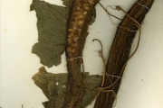 <strong>Cucurbitaceae - Telfairia - Luffa acutangula Roxb.</strong><br />© hnb
