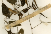 <strong>Asclepiadaceae - Ceropegia - Ceropegia fusiformis N.E.Br.</strong><br />© hnb