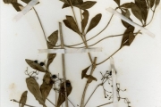 <strong>Rubiaceae - Pavetta - Pavetta gardeniifolia Hochst. ex A.Rich.</strong><br />© hnb