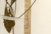 <strong>Rubiaceae - Pavetta - Pavetta gardeniifolia Hochst. ex A.Rich.</strong><br />© hnb