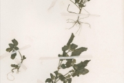 <strong>Acanthaceae - Justicia - Justicia tenella (Nees) T.Anderson</strong><br />© hnb