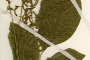 <strong>Leguminosae-Papilionoideae - Desmodium - Desmodium scorpiurus (Desv.) Sw.</strong><br />© hnb