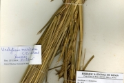 <strong>Poaceae - Urelytrum - Urelytrum muricatum C.B.Clarke</strong><br />© hnb
